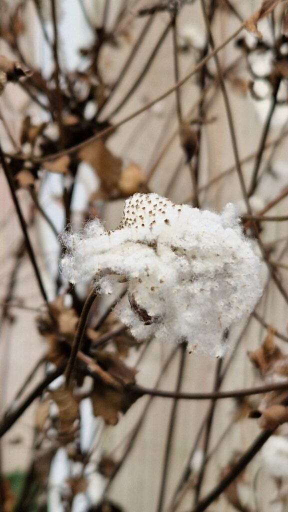 In der kalten Jahreszeit zeigen im Garten Zierpflanzen wie die Herbstanemone ihre schönen Samenstände.