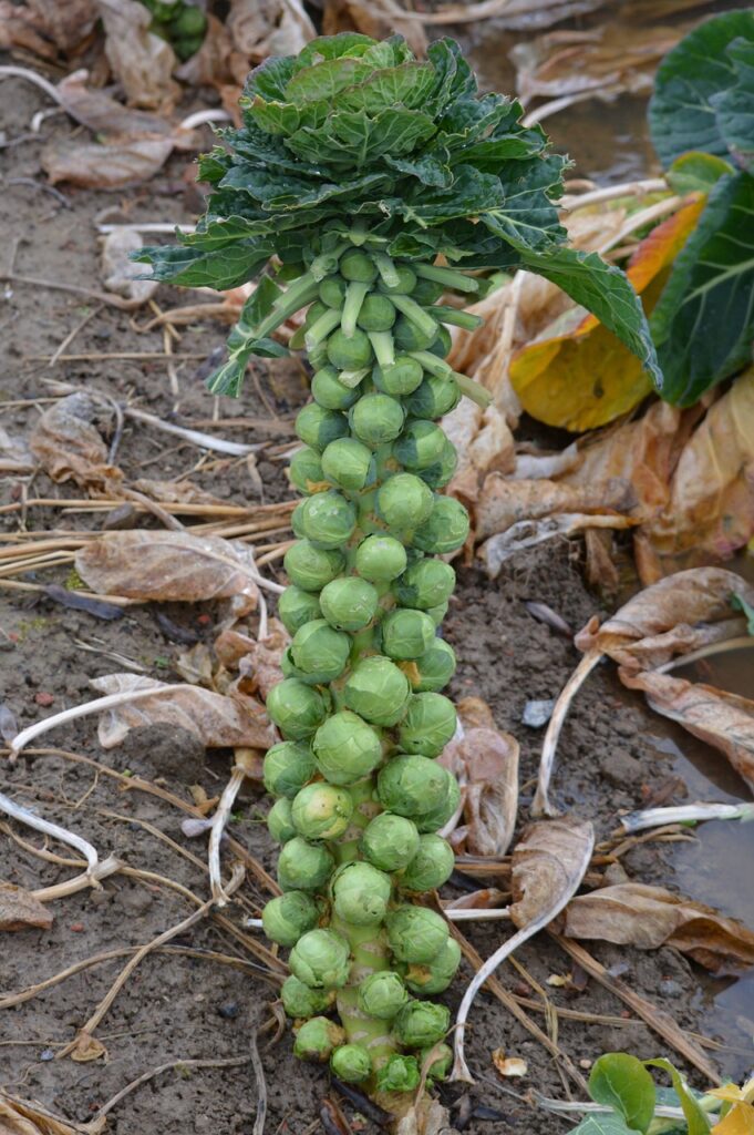 Rosenkohl kann bis in den Winter am Feld stehen. Die Röschen werden nach Bedarf geerntet.