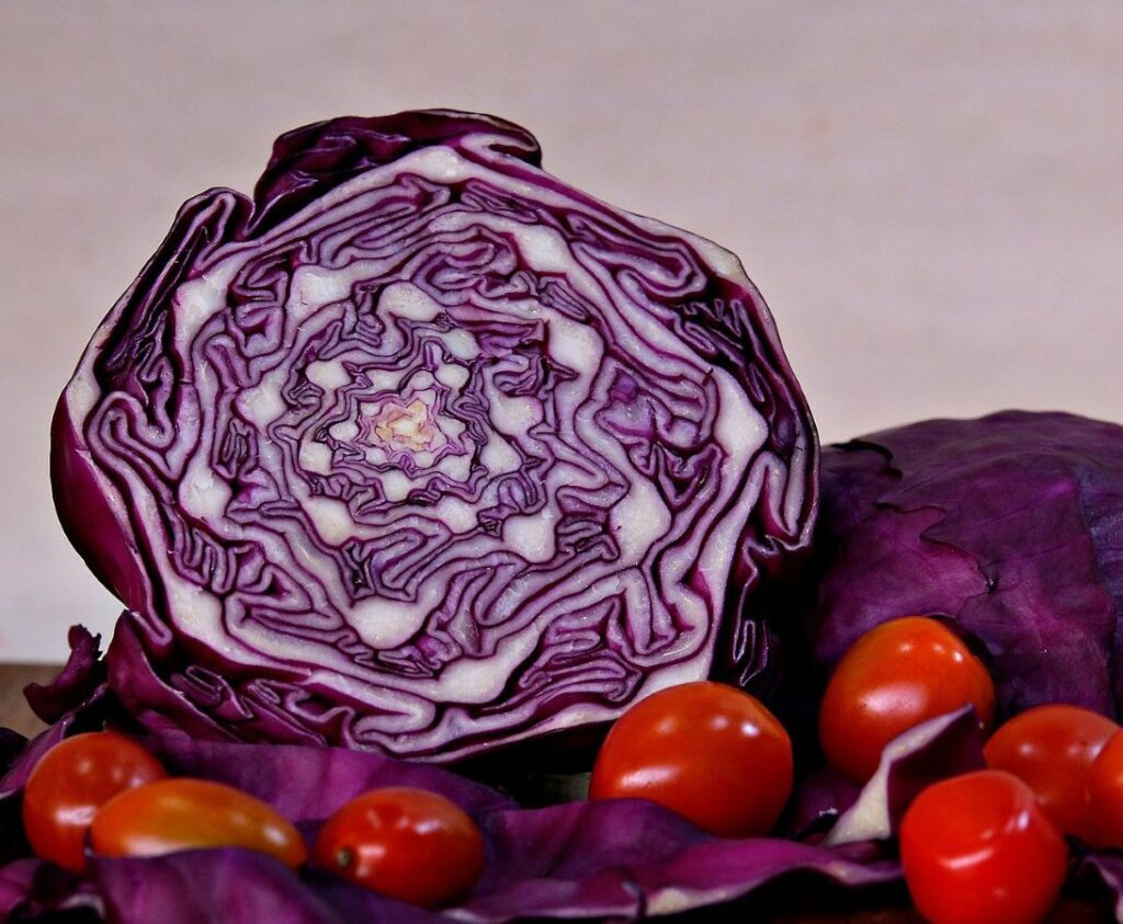 Der halbierte Rotkohl zeigt sein schönes Muster. Er sorgt sowohl im beim Kohl Anbau im Garten als auch in der Küche für optische Abwechslung. 